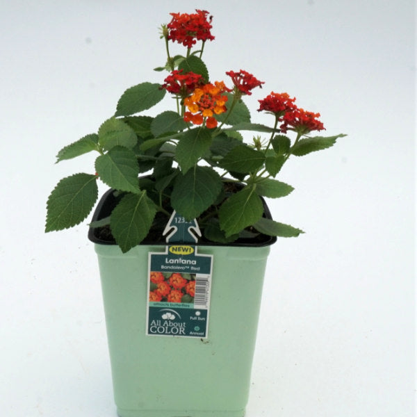 Red - tiny red and orange blossoms for a larger bloom, on stems with green pointed leaves in a grower pot