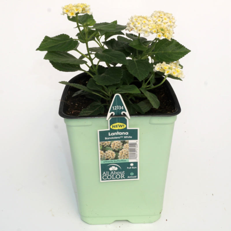 image of plant with tiny blooms and green foliage in a green grower pot