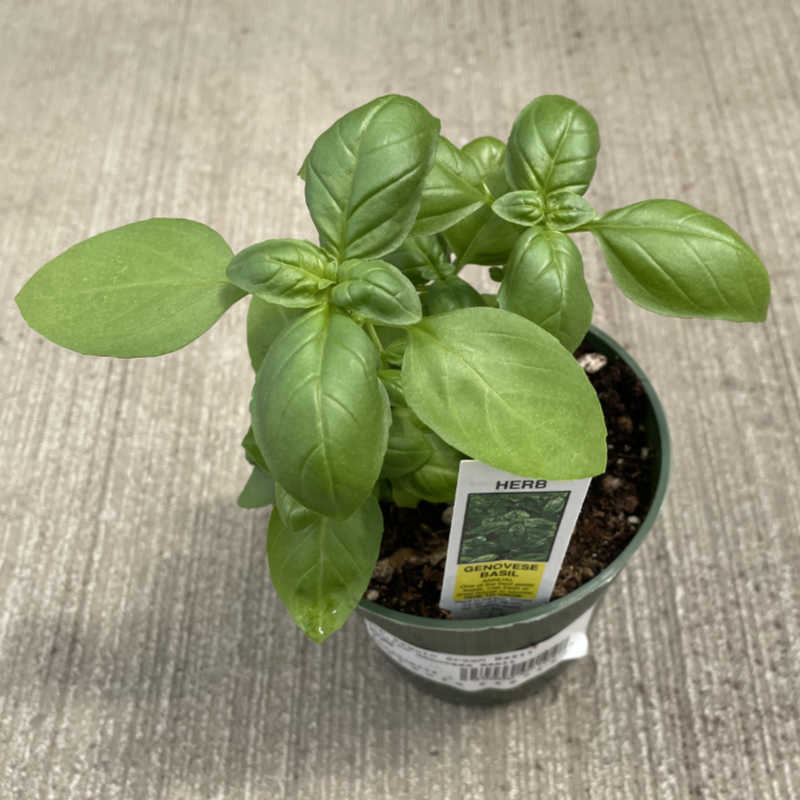 image of a small basil plant with pointed oval green leaves in a round pot sitting on a concrete floor