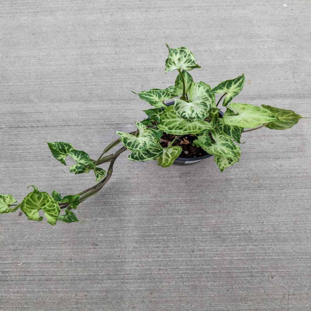 this syngonium will never fall short in being amazing with its deep greens and minty hues and veining 