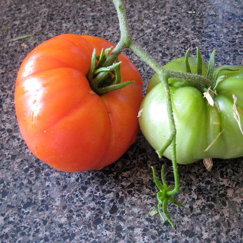 Tomate Beefmaster de 3.5 pulgadas