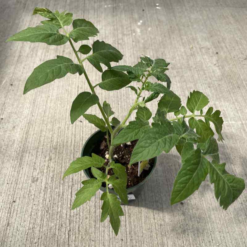 image of small tomato plant with several branches in a small round pot on a concrete floor
