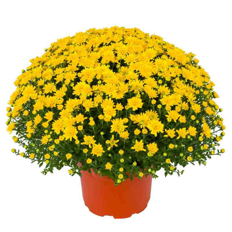 image of large mum plant in a dome like shape with many bright yellow gold blooms