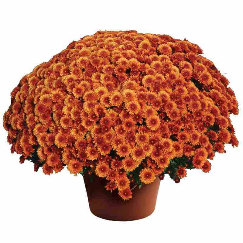 image of large mum plant in a dome like shape with many bright deep bronze blooms
