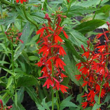 Tall erect stems, clothed in bright red oblong to oval toothed petals. Spikes are up to 5” long and 2” wide. On dark green foliage.