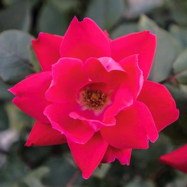 closeup image of rose bloom in bright red