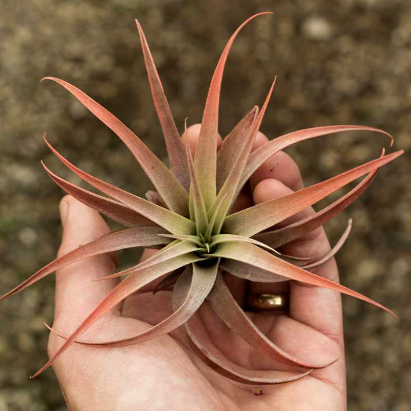 image of a hand holding a tillandsia that has spear shaped leaves, with a pale green center  radiating out to a medium peach color at the tips