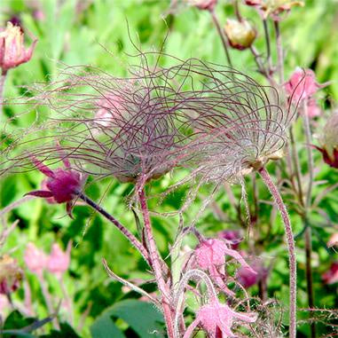 pale pink very fine petal blooms with fuzzy pink stems