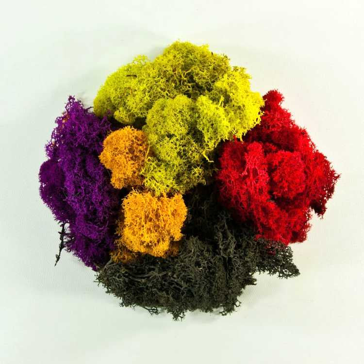 SuperMoss Reindeer Moss 2oz Bag