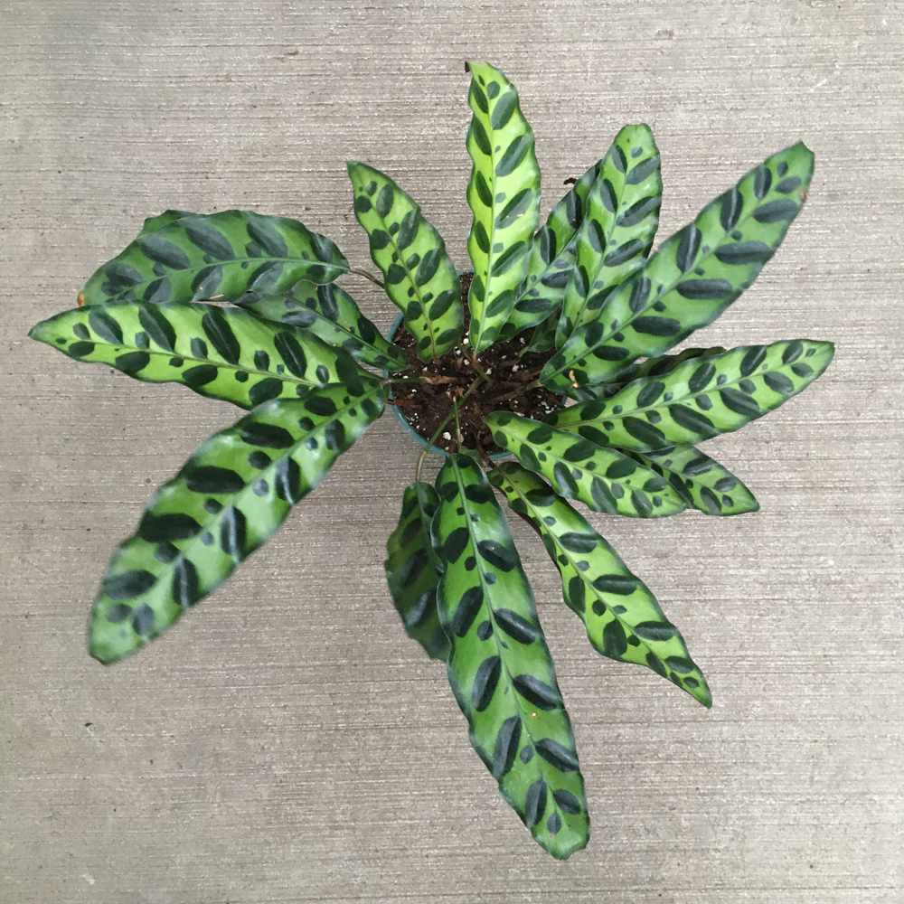 elongated bright green leaves with dark green striped accents