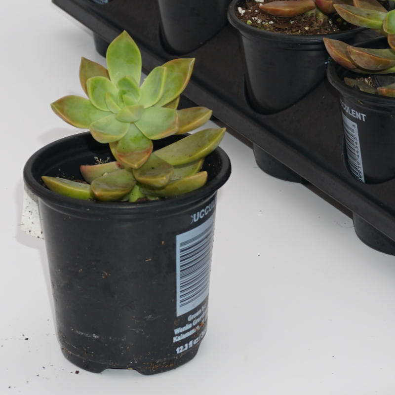 image of a small plant in black pot.  Fleshy leaves primarily green, but showing a bit of pinkish at the tips