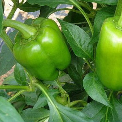 UCPS Grown California Wonder Sweet Pepper 4 pulgadas