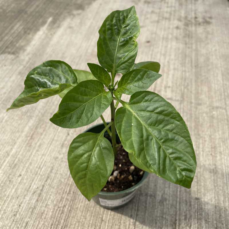 image of small pepper plant with large pointed oval leaves in a small round pot on a concrete floor