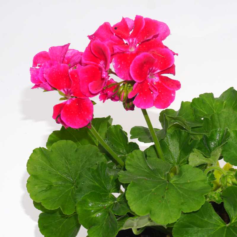 closeup image of plant showing bright red pink bloom on tall green stems over lobed green foliage