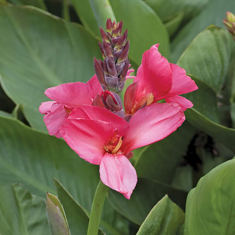 close up image of canna bloom with its multiple blossom blooming at the top of tall stalks.  Color of blooms is a peachy mango color