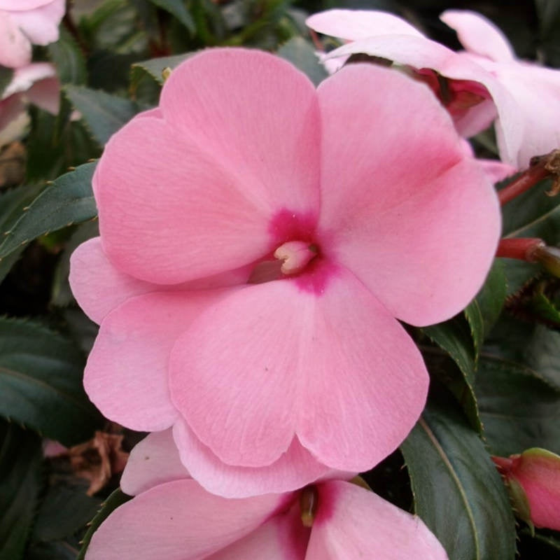 closeup image of New Guinea impatiens bloom with bright soft pink rounded petals
