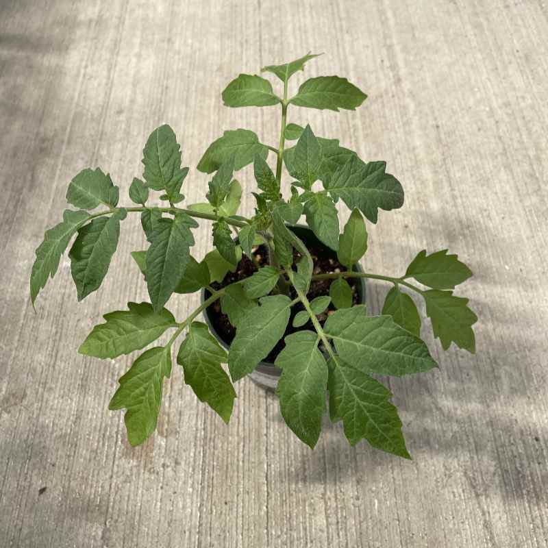 image of small tomato plant with several branches in a small round pot on a concrete floor