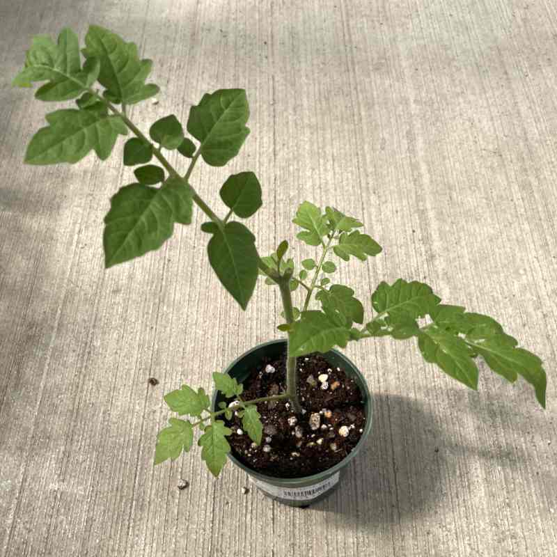 image of starter tomato plant with two branches showing leaves in a small pot sitting on a concrete floor