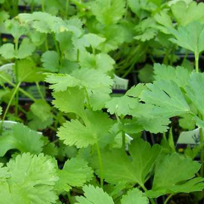 closeup image of cilantro plant with thing medium green leaves with serrated edges