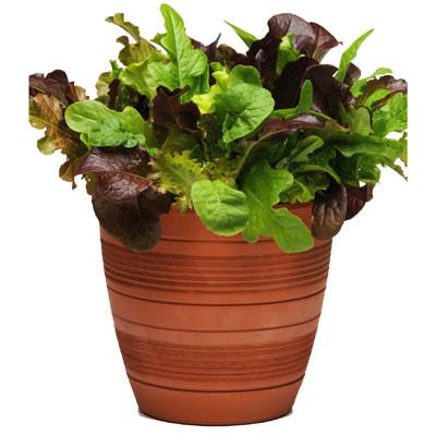 City Garden SimplySalad® Lettuce Mix