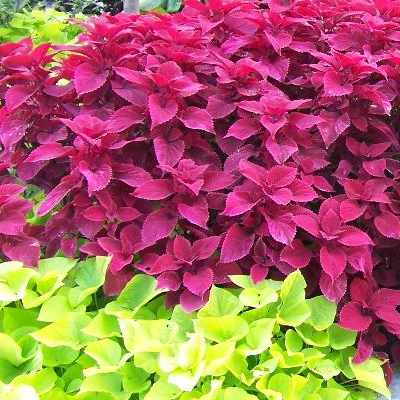 Coleus plant in bright pink and bright green