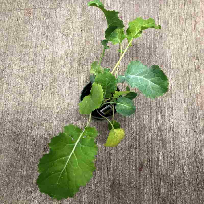 image of plant in small round pot, photographed from above.  Large serrated oval leaves in green to blue-green color