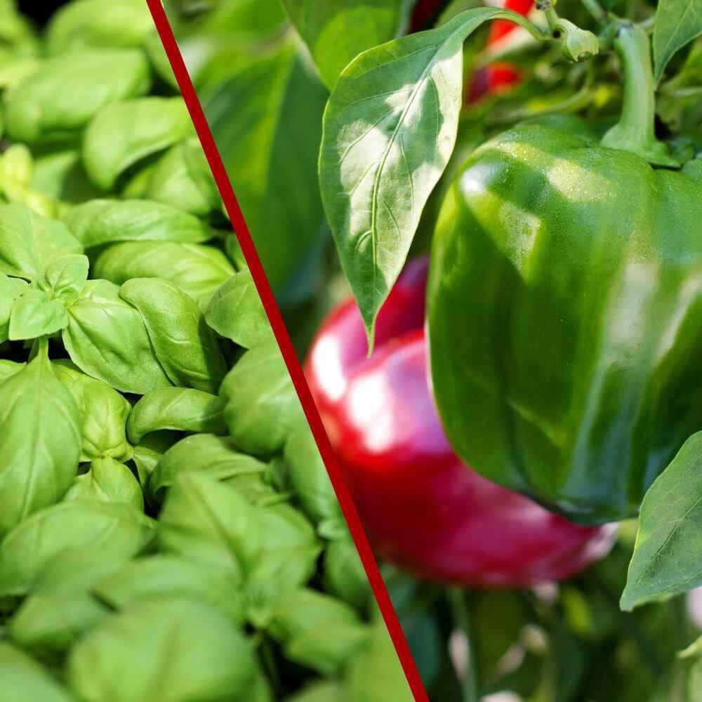 closeup image of a basil plant on the left, and bell peppers on the right
