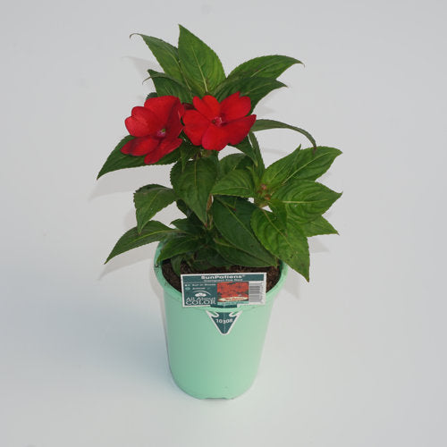 Compact SunPatiens® 4.3 inch pot