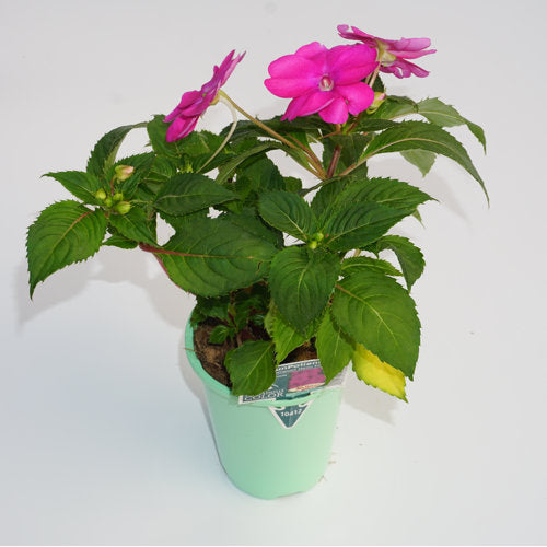 Maceta compacta SunPatiens® de 4,3 pulgadas