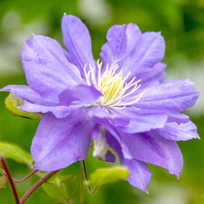 closeup image of flower consisting of multiple light violet petals