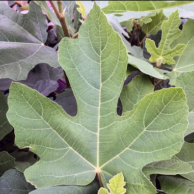 closeup image of fig leaf in medium green shaped like a maple leaf