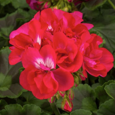 closeup image of geranium bloom with multiple blossoms in bright hot rose red color
