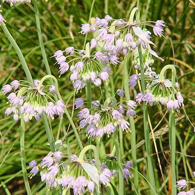 light purple blooms with small downward facing flowers/blooms on tall green stems