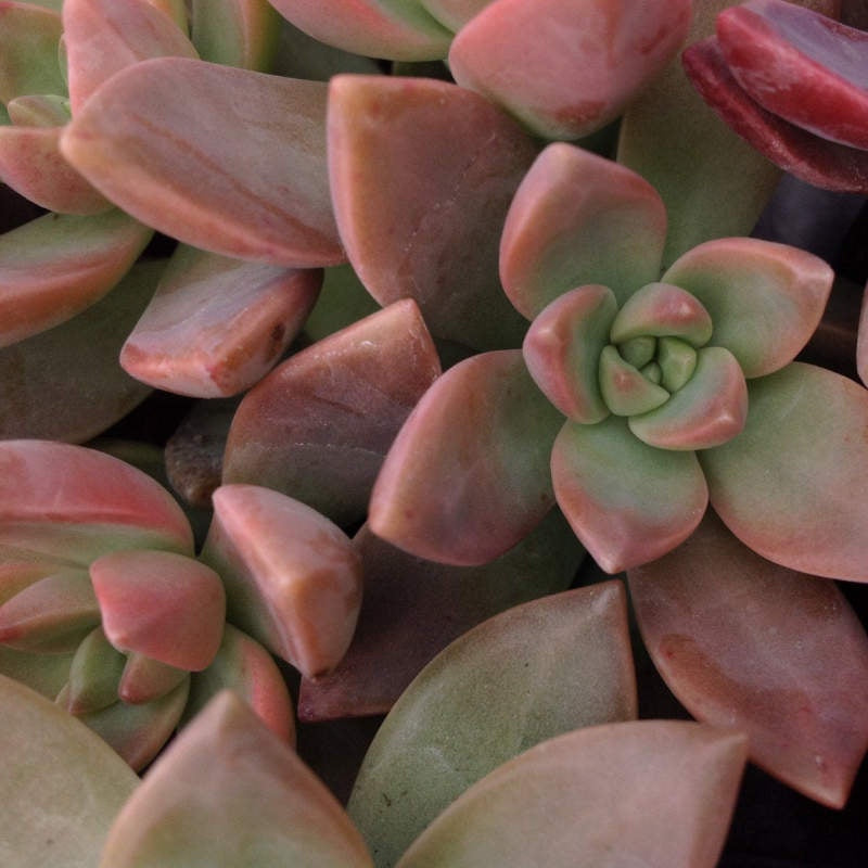 extreme closeup of plant, showing fleshy pointed leaves in light green at center with pinkish red at the tips