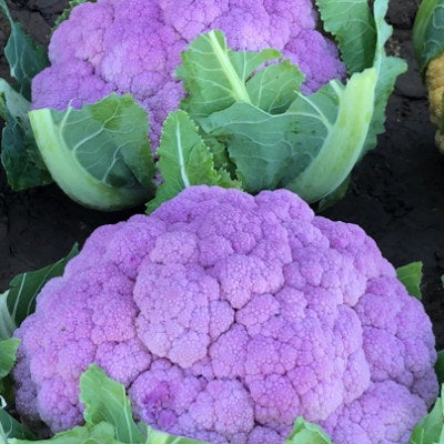 image of two head of violet colored cauliflowers
