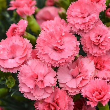 Double coral-pink blooms with ruffled petals and saw toothed edges