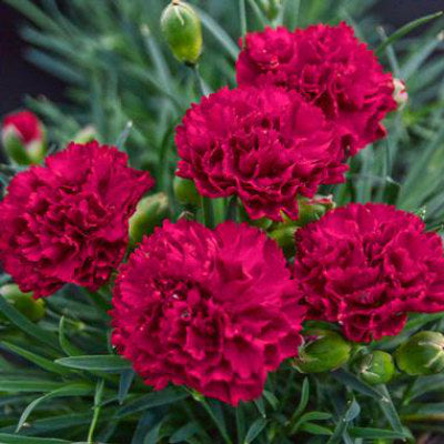 Multi-layered, ruffled petals on dark red blooms with saw toothed edges