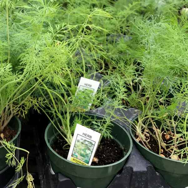 closeup image of several dill plants in round green plastic pots, with delicate fern like leaves and stems
