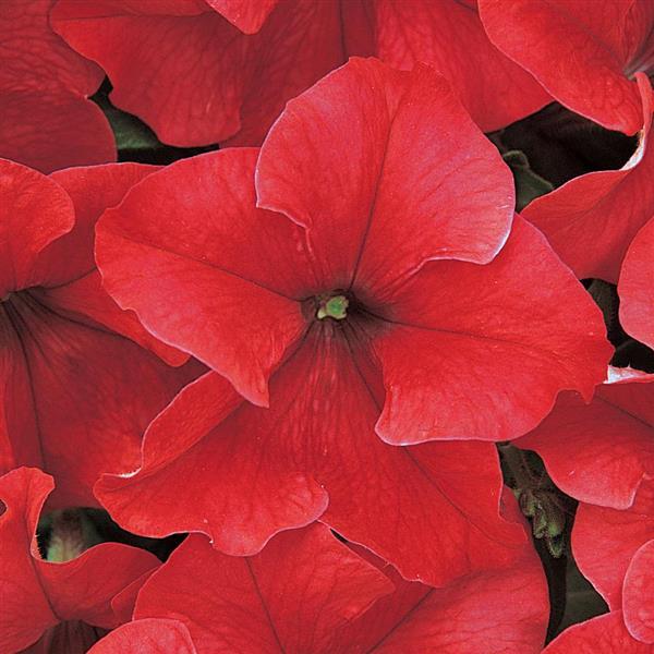 closeup image of several petunia blooms in bright red