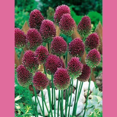 image of plan with tall thin green stems and purple blooms in an oval shape with spiked petals