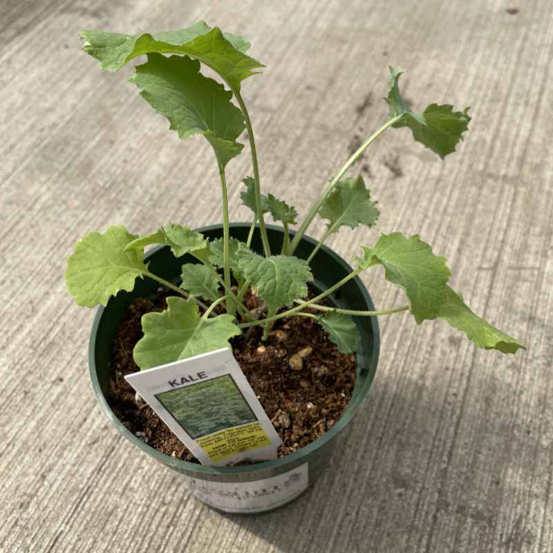 image of starter plant showing early kale leave growth