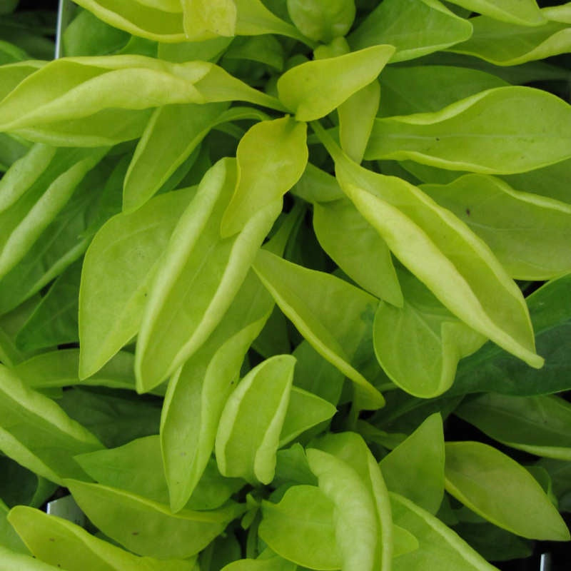 closeup image of plant with many bright yellow green oblong pointed leaves