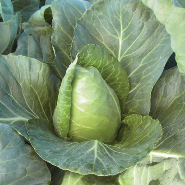 closeup image of a head of green cabbage with outer leaves curling out