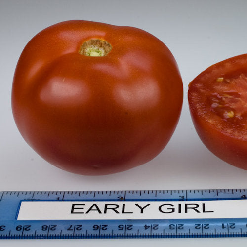 3.5 inch Early Girl Plus Tomato