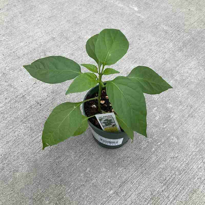 small green pot, sitting on a concrete floor...