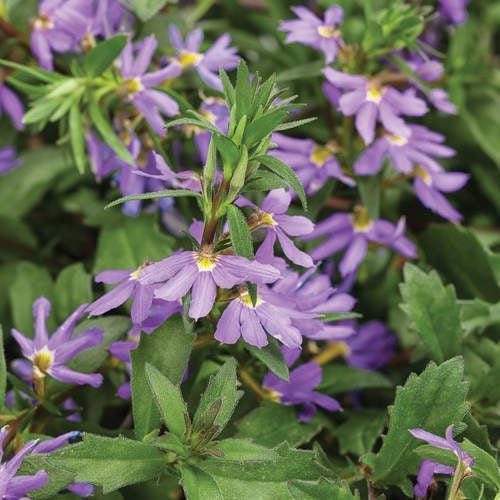 closeup image of plant with serrated green leaves and multi lobed light purple blooms