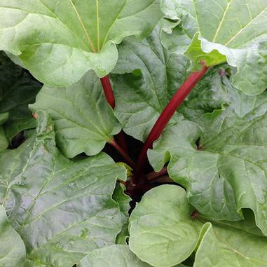 closeup image of plant showing bright deep red stems and ribbed and ruffled green leaves