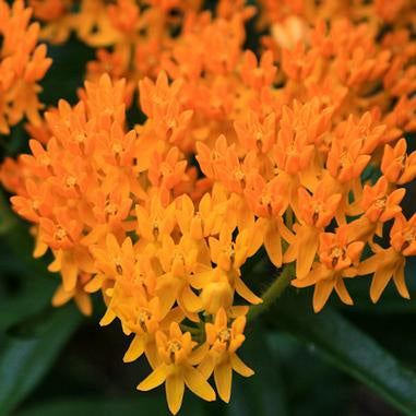 Dozens of small orange blooms clustered together on tall green stems