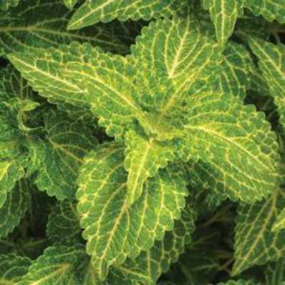 closeup image of coleus plant with green pointed leaves and cream colored center