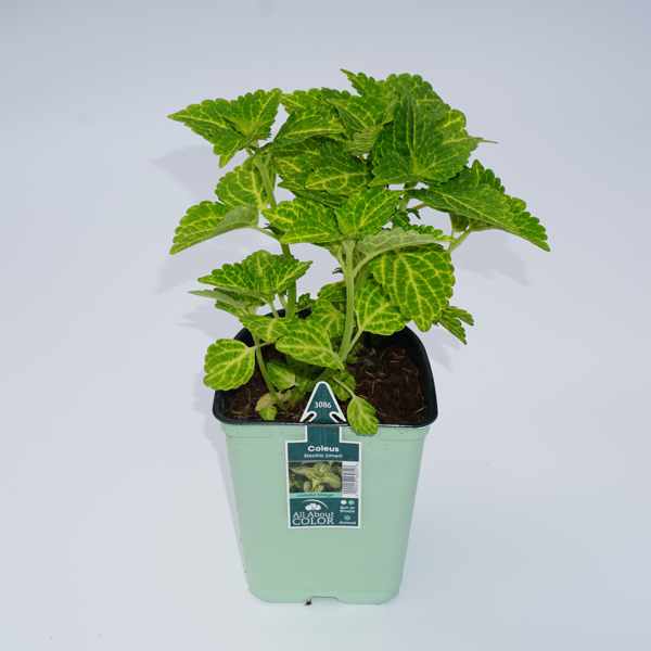 image of coleus plant with green leaves in a pale green pot with label